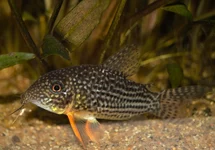 STERBA'S PANTSERMEERVAL