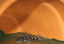 L280 DWARF SPINY PLECO