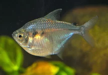 DISCUS TETRA