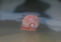 POSTHOORNSLAK ROZE