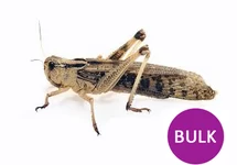 LOCUSTA MIGRATORIA/ SPRINKHAAN L BULK