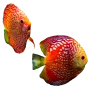 Aquariumvissen