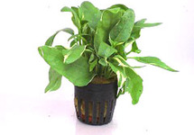 Gymnocoronis variegatus terracotta ring