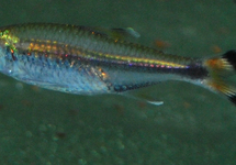 BASSAM TETRA
