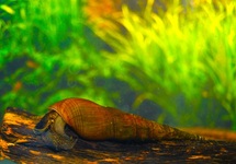 STENOMELANIA PLICARIA M