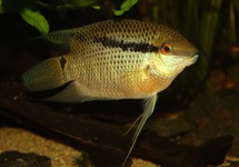 FLAG CICHLID