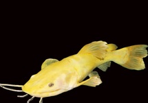 PLATINUM ROTFLOSSEN-ANTENNENWELS