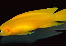 TANGANJIKA GOLDBUNTBARSCH