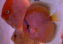 S. AEQUIFASCIATUS BROWN GOLDEN MEAVE S