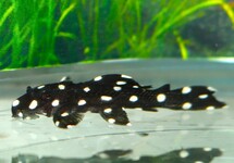 L241 GALAXIAS PLECO