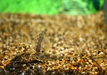 RINELORICARIA LANCEOLATA L