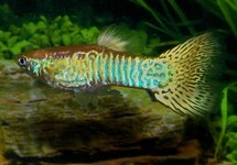 GUPPY SNAKESKIN YELLOW MALE