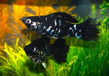 POECILIA LATIPINNA BLACK MARBLE
