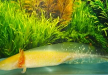 AXOLOTL GOUD