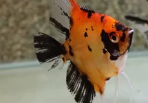 SKALAR RED DEVIL