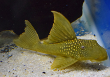 L200 BARYANCISTRUS DEMANTOIDES