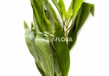 Hygrophila corymbosa 'Siamensis' - BA