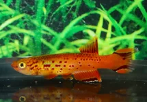 APHYOSEMION AUSTRALE GOLD M