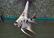 P. SCALARE PLATINUM MARBLE M