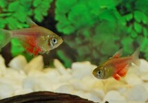 FLAME TETRA ORANGE