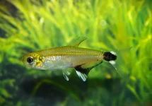 PANDA TETRA