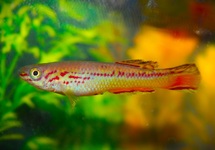 KILLIVIS AMIETI