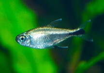GOUDTETRA