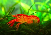 CAMBARELLUS PATZCUARENSIS ORANGE M