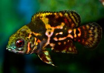 PAUWOOGCICHLIDE TIJGER ROOD