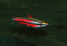 ZIERSALMLER RUBROCAUDATUS