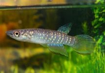 EPIPLATYS FASCIOLATUS L
