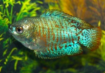 GOURAMI NAIN NÉON (M/F)