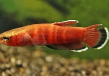 BETTA CHANNOIDES L