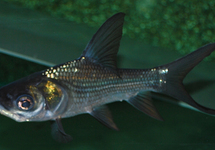REUZENKARPER