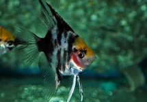 P. SCALARE MARBLE GOLDHEAD S/M