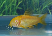 PANTSERMEERVAL NEON GOLDSTRIPE ALBINO