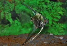 P. SCALARE SMOKEY BLUE M