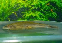 HEMIMYZON NANENSIS L