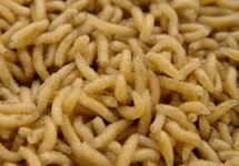 LUCILLIA CAESER LARVAE/