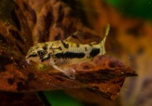SALT AND PEPPER DWARF CORY