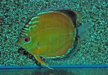 DISCUS RIO UATUMA