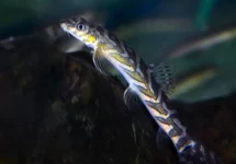 MESONOEMACHEILUS TRIANGULARIS L