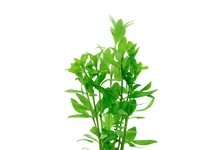 Hygrophila polysperma in bos