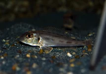 TANGANYIKA CICHLIDE KARAGO