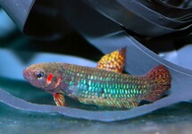 BETTA HENDRA