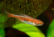 DWERGRASBORA RUBESCENS