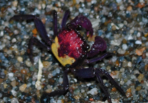 VAMPIERKRAB METALLIC
