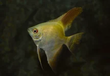 P. SCALARE GREEN SEAL POINT M