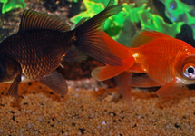 SLUIER TELESCOOP MIX