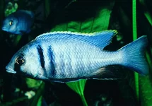 MALAWI CICHLIDE ELECTRA